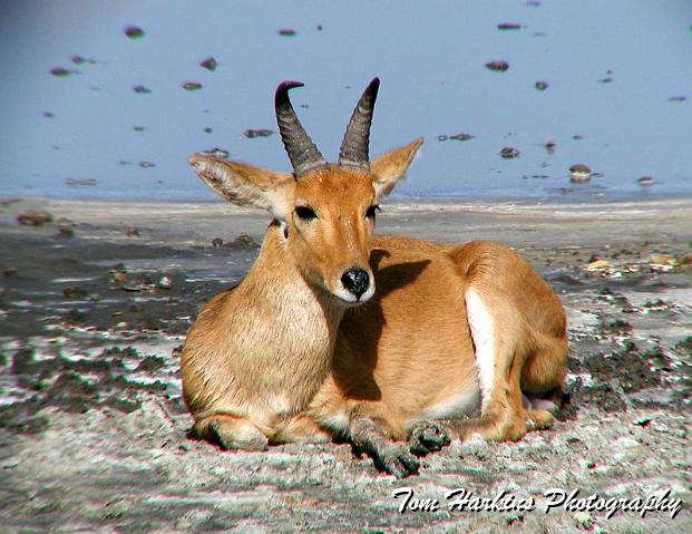 Chillin in the cool mud.jpg